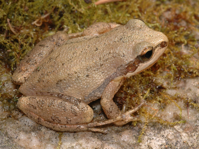 Upland Chorus Frog Photo