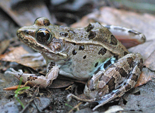 Atlantic Coast Leopard Frog