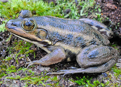 Carpenter Frog