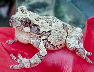 Cope's Gray Treefrog