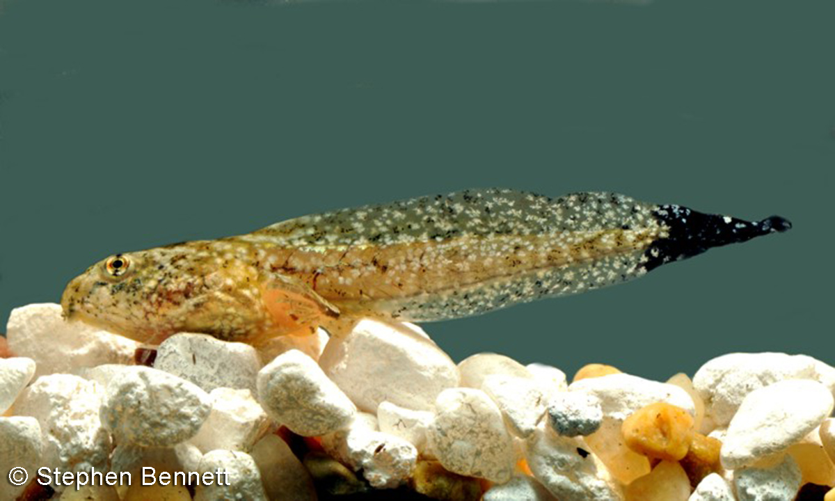 Acris tadpole