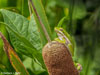 Green Treefrog image