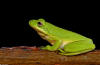 Green Treefrog image