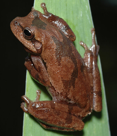 Pine Woods Treefrog