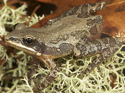 Southern Chorus Frog