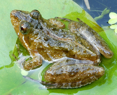 Southern Cricket Frog