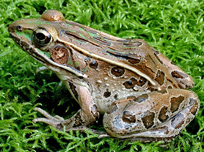 Coastal Plains Leopard Frog