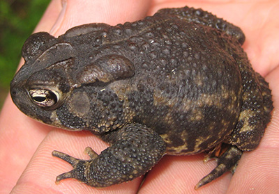 Southern Toad