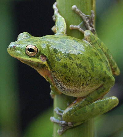 Squirrel Treefrog