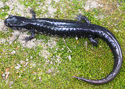 Atlantic Coast Slimy Salamander