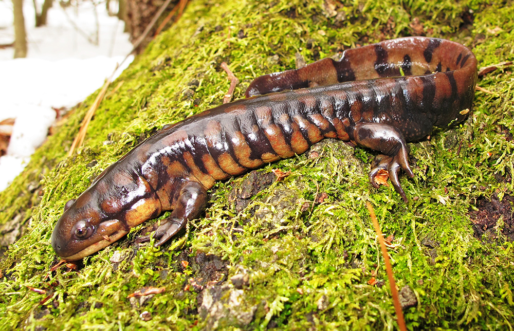 Eastern Tiger Salamander