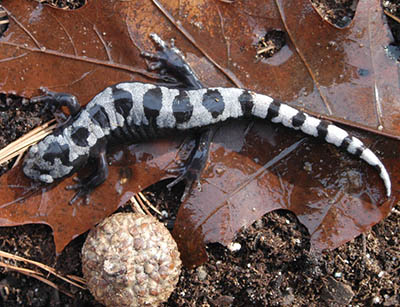 Marbled Salamander