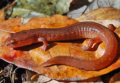 Northern Spring Salamander