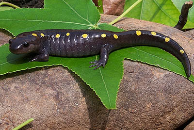 Spotted Salamander