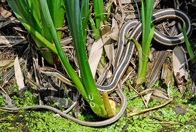 Common Ribbonsnake photo