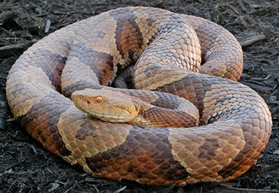 Eastern Copperhead photo