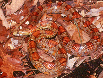 Red Cornsnake photo