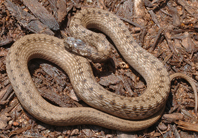 Dekay's Brownsnake photos