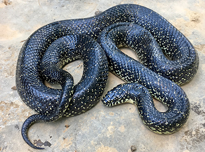 Eastern Black Kingsnake