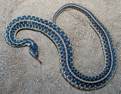 Eastern Gartersnake photo