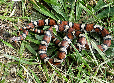 Eastern Milksnake photo