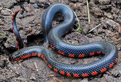 Eastern Mudsnake photo