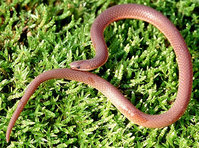 Eastern Wormsnake photo