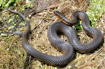 Eastern Glossy Swampsnake photo