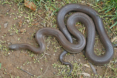 Northern Mole Kingsnake photo