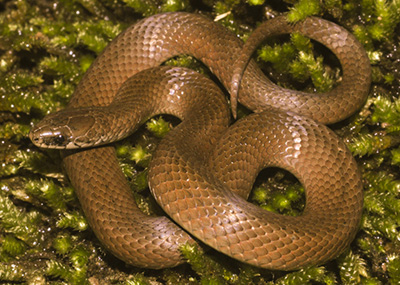 Mountain Earthsnake photo