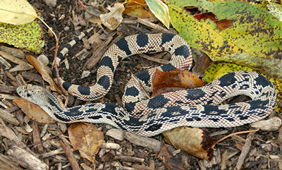 Northern Pinesnake photo