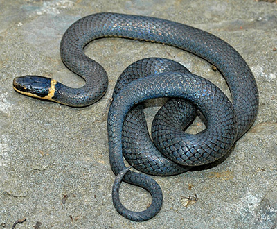 Northern Ring-necked Snake