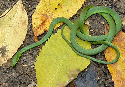 Northern Rough Greensnake photo