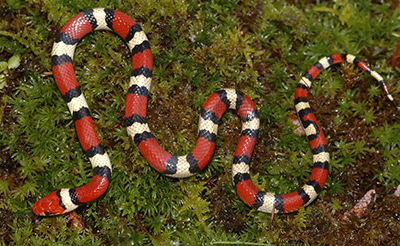 Scarlet Kingsnake photo