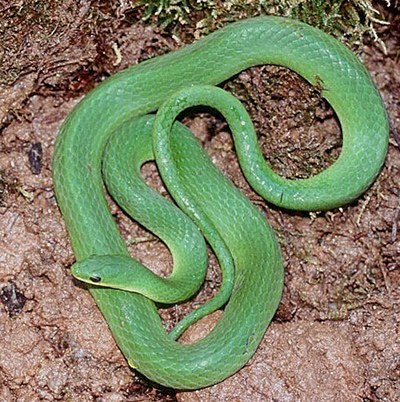 Smooth Greensnake photo