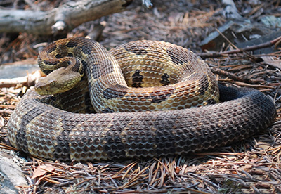 Timber Rattlesnake photo