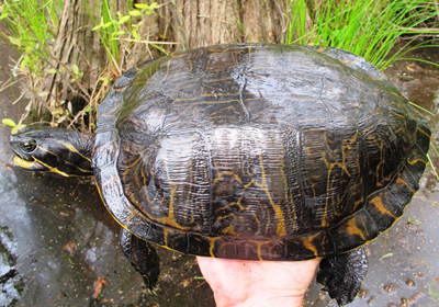 Coastal Plain Cooter photo