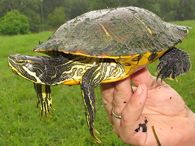 Cumberland Slider photo