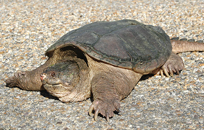 Snapping Turtle photo