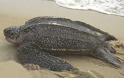 Leatherback Sea Turtle photo