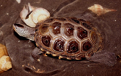 Northern Diamond-backed Terrapin photo