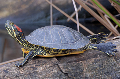 Red-eared Slider photo